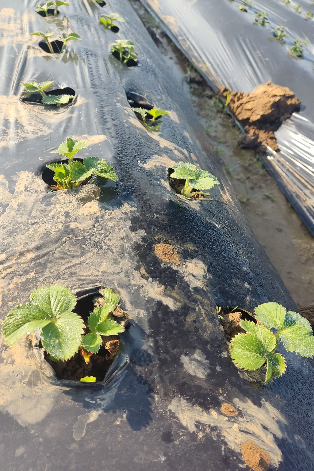 Lənkəran 12Ha çiyələk sahəsi image