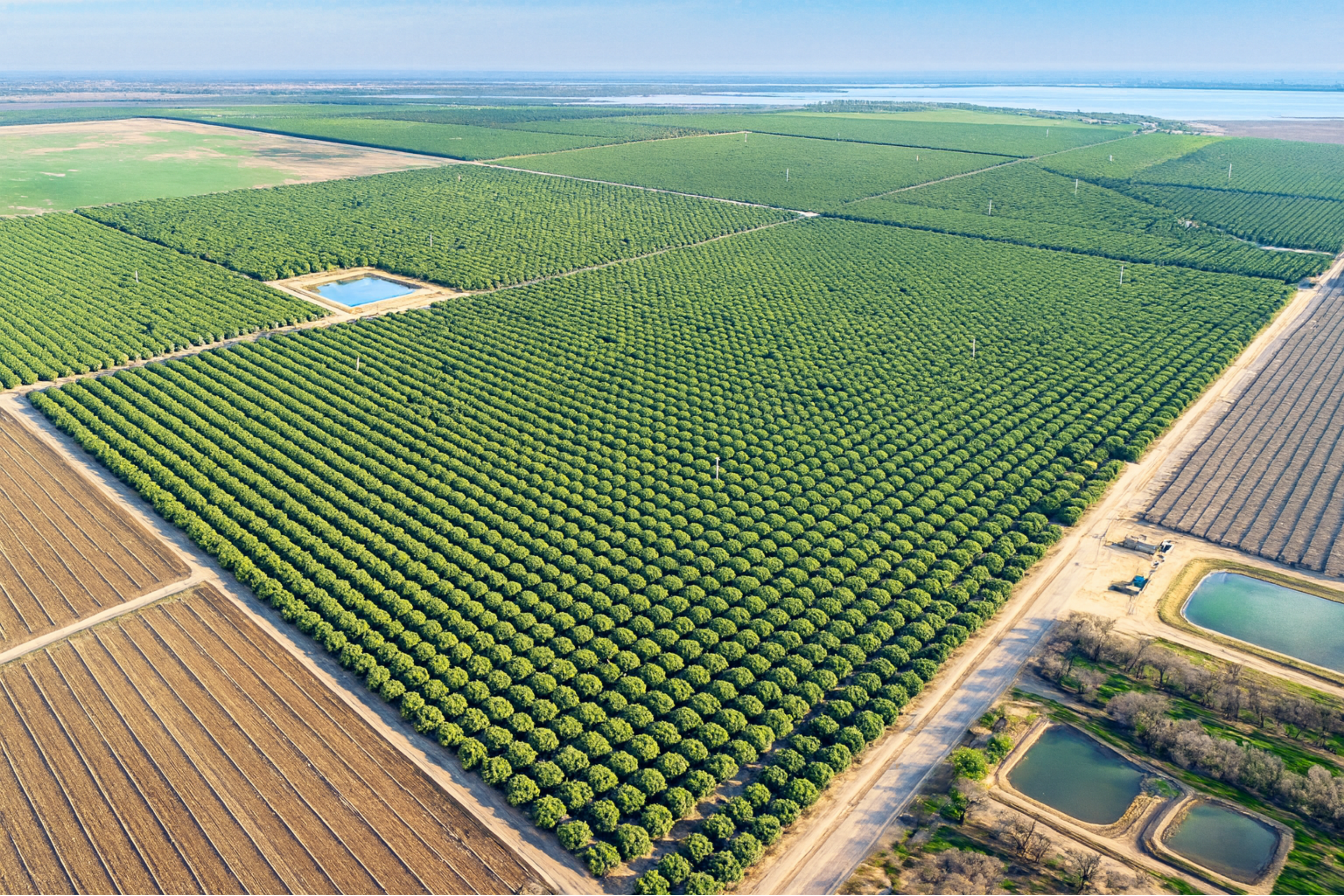 İntensiv və Ekstensiv Bağçılıq