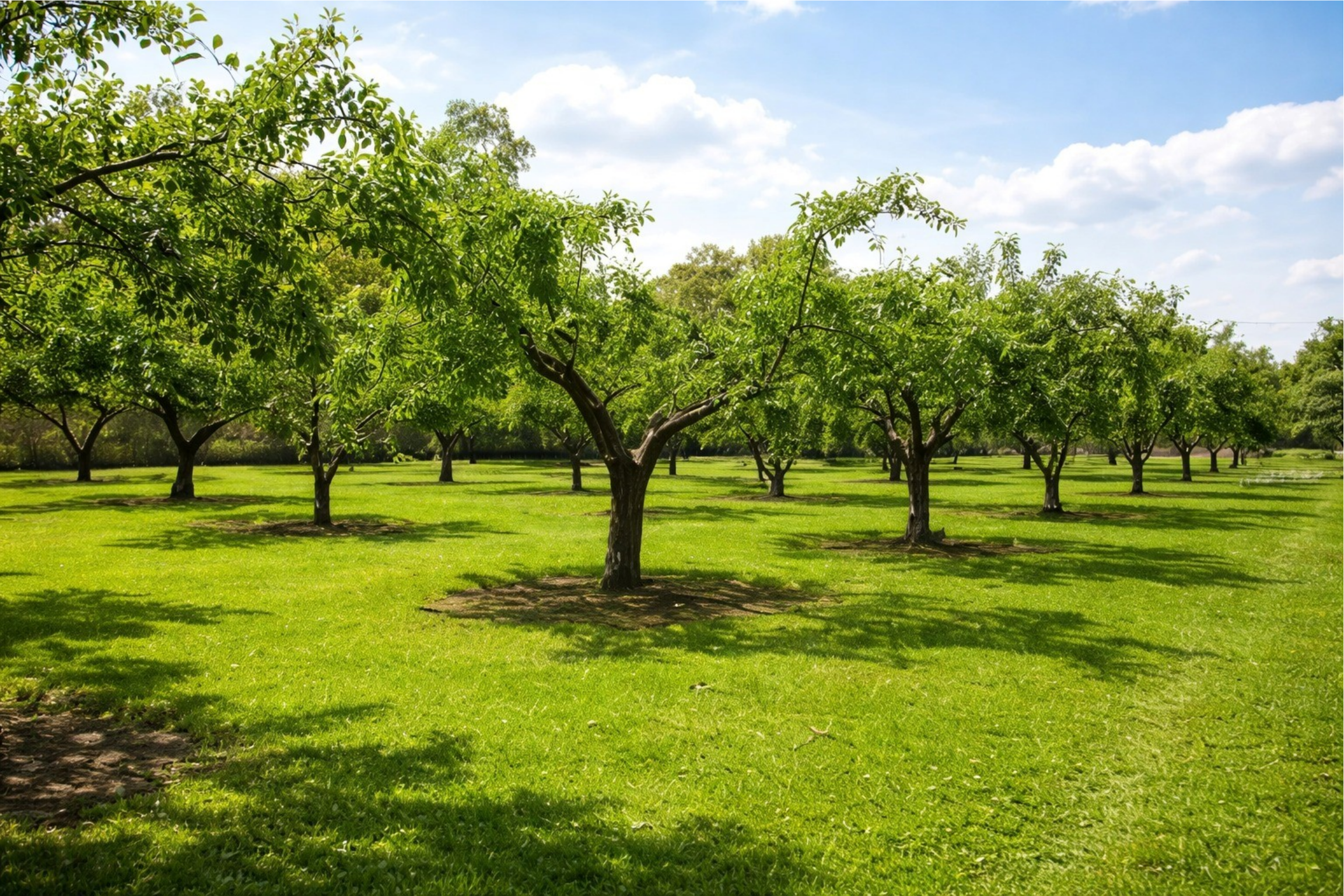 İntensiv və Ekstensiv Bağçılıq