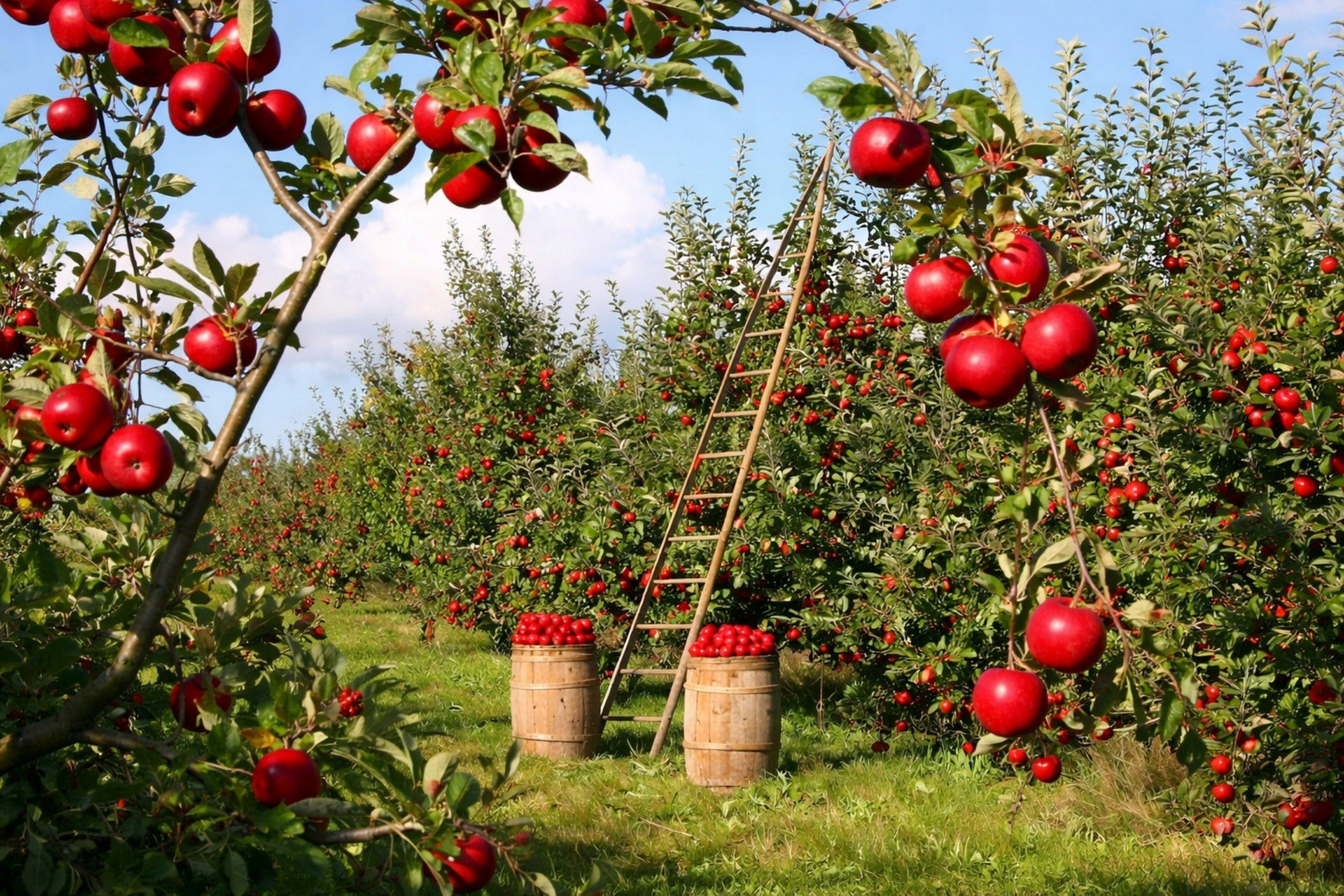 İntensiv və Ekstensiv Bağçılıq