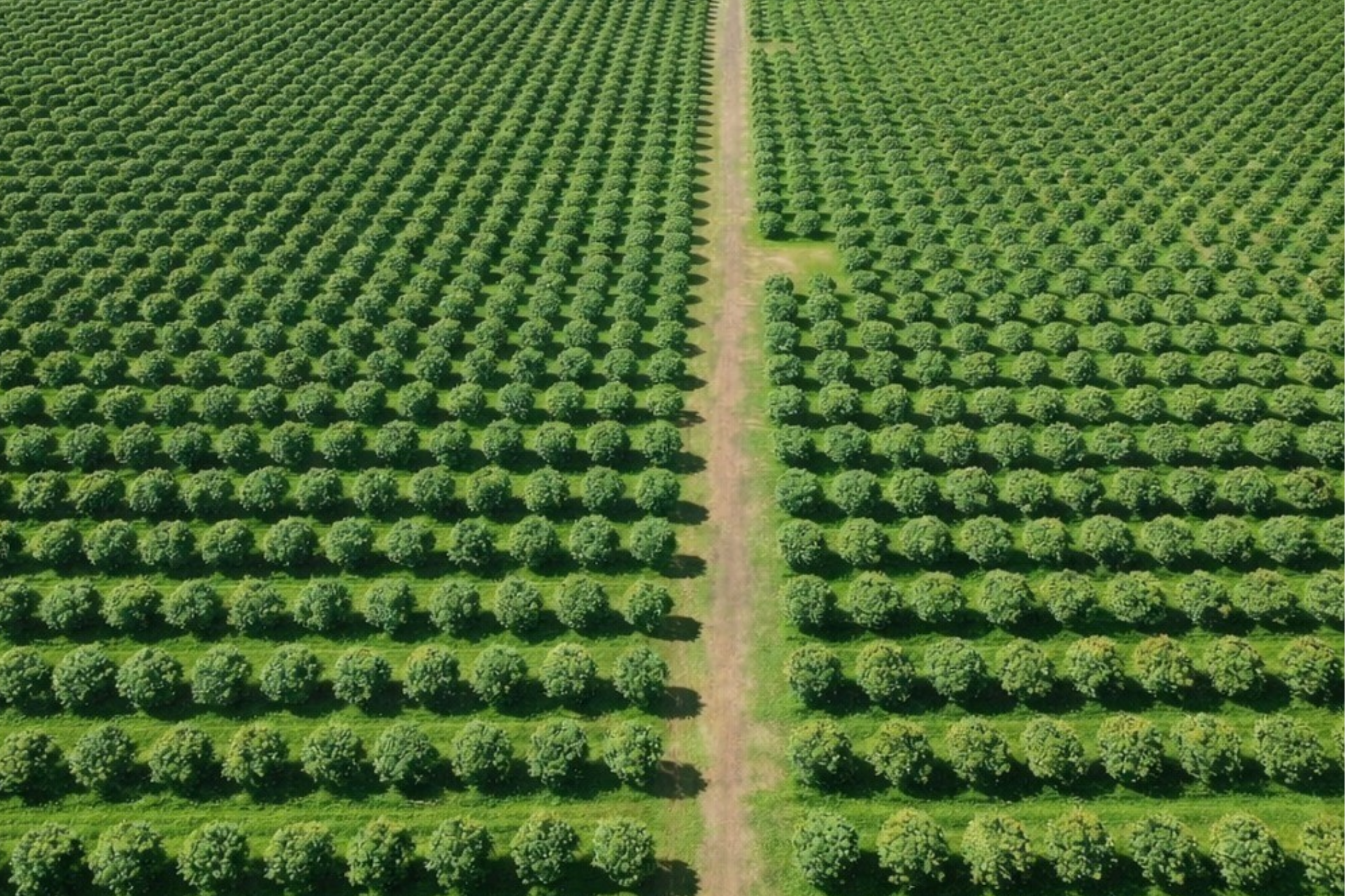 İntensiv və Ekstensiv Bağçılıq